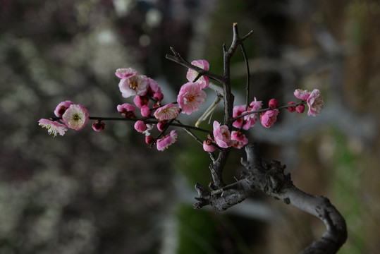 梅花摄影
