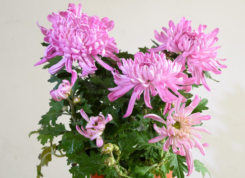 瓜叶菊