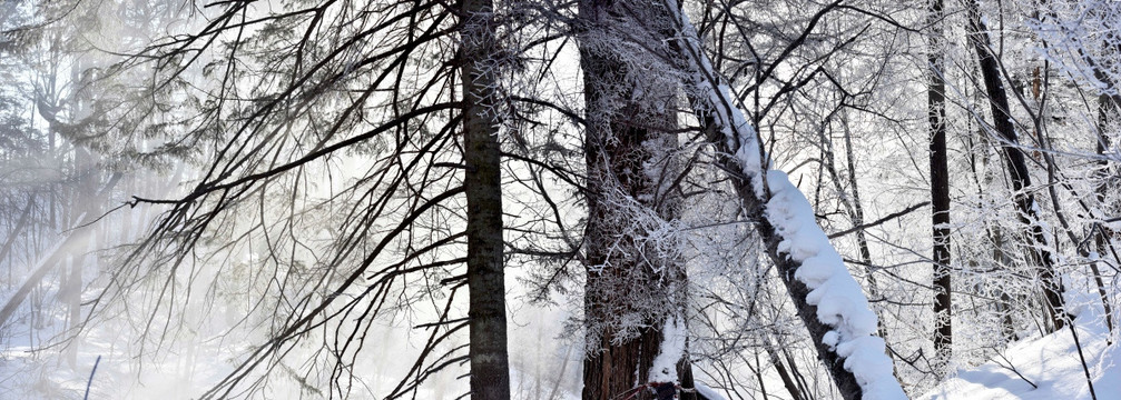 雪乡风情树