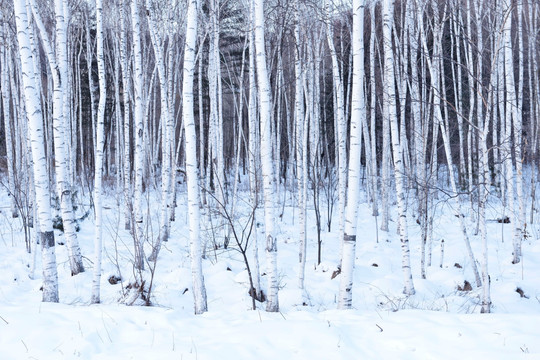 雪乡风情白桦树