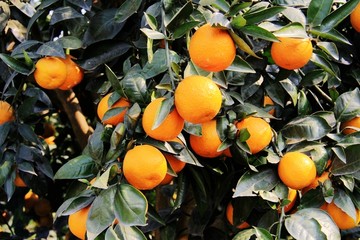 柑橘 柑子