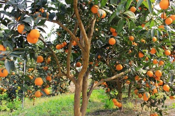 柑橘 青果树