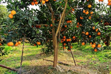 柑橘树 柑子树 青果树