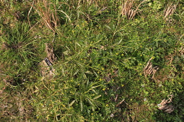 野草 秧草地 旱地