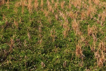 野草 秧草地 旱地