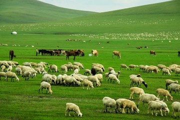 草原羊群牧场