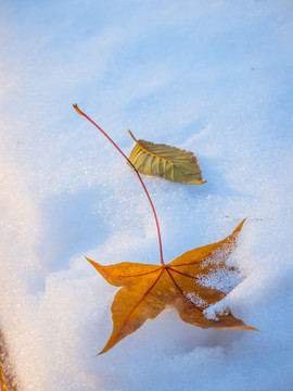 雪地里的落叶