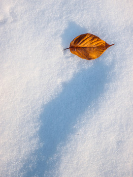 雪地里的落叶