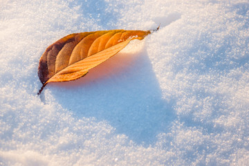 雪地里的落叶