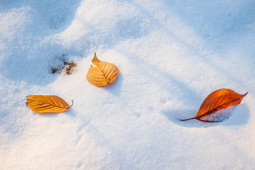 雪地里的落叶