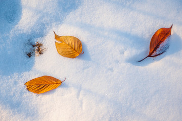 雪地里的落叶