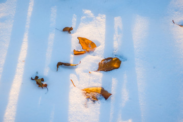 雪地里的落叶