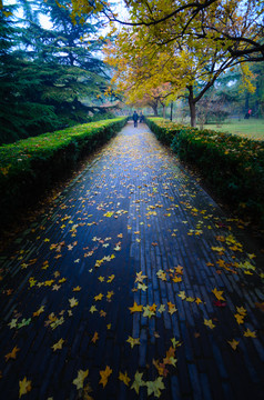 落叶 小路