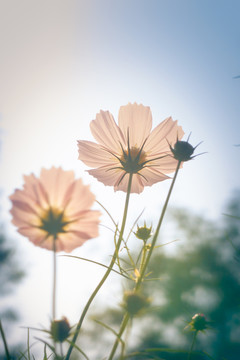 格桑花