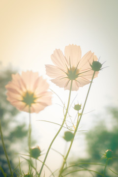 格桑花