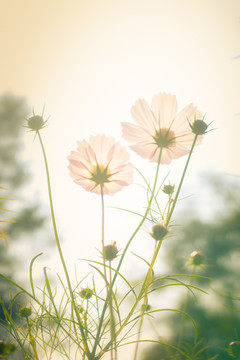 格桑花