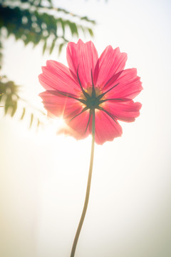 格桑花