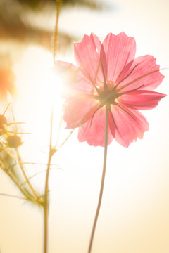 格桑花