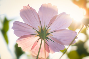 格桑花
