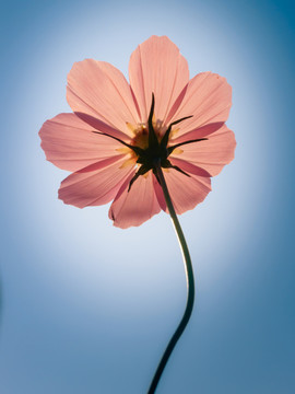 格桑花