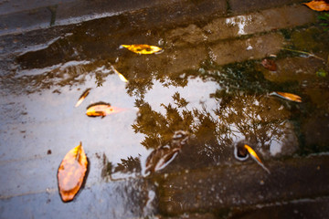 雨后倒影