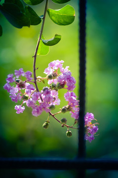 鲜花