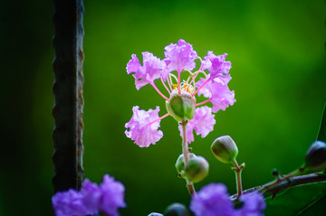 鲜花