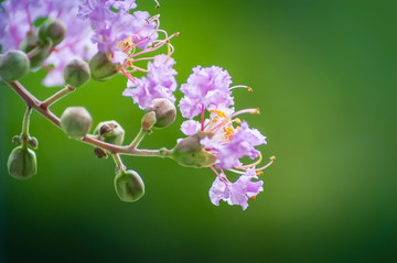 鲜花