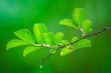 雨中的绿叶
