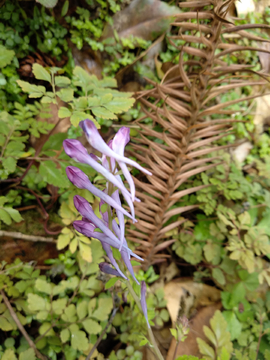 紫蓳花
