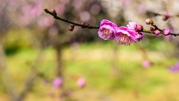 梅花盛开