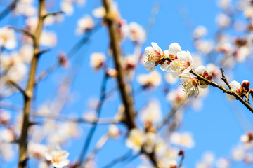 梅花盛开