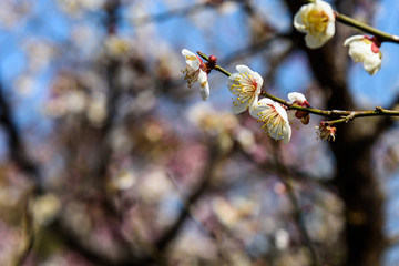 梅花盛开