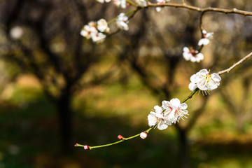 梅花盛开