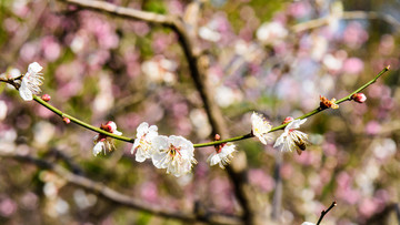 梅花盛开