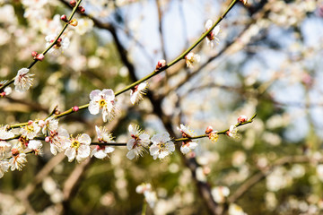 梅花盛开