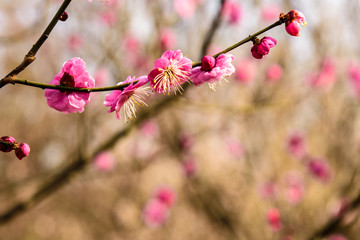 梅花盛开