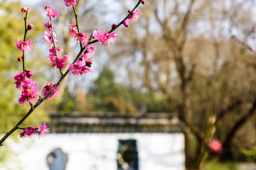 梅花盛开