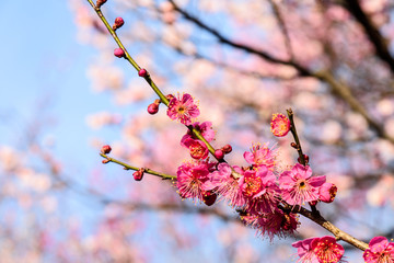 梅花盛开