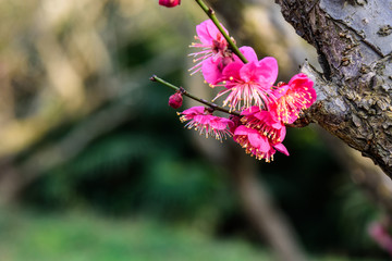 梅花盛开