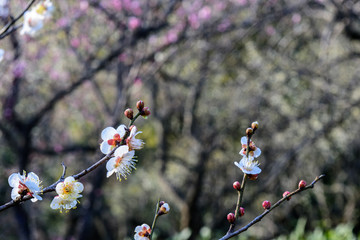 梅花盛开