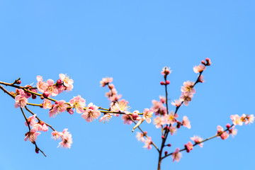 梅花盛开