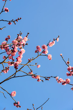 梅花盛开