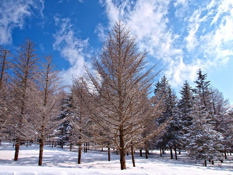 寒冬大雪