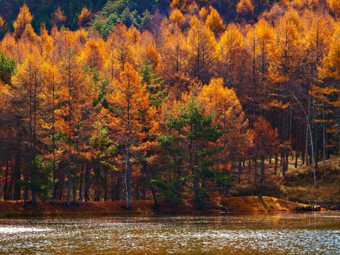 松树林油画