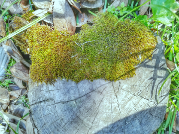 树桩 苔藓