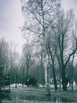 冬天树林 白桦树