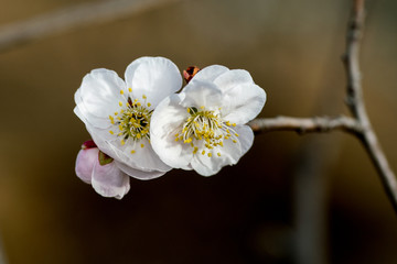 梅花