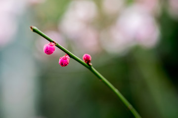 梅花