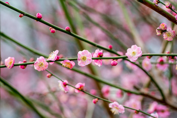 梅花